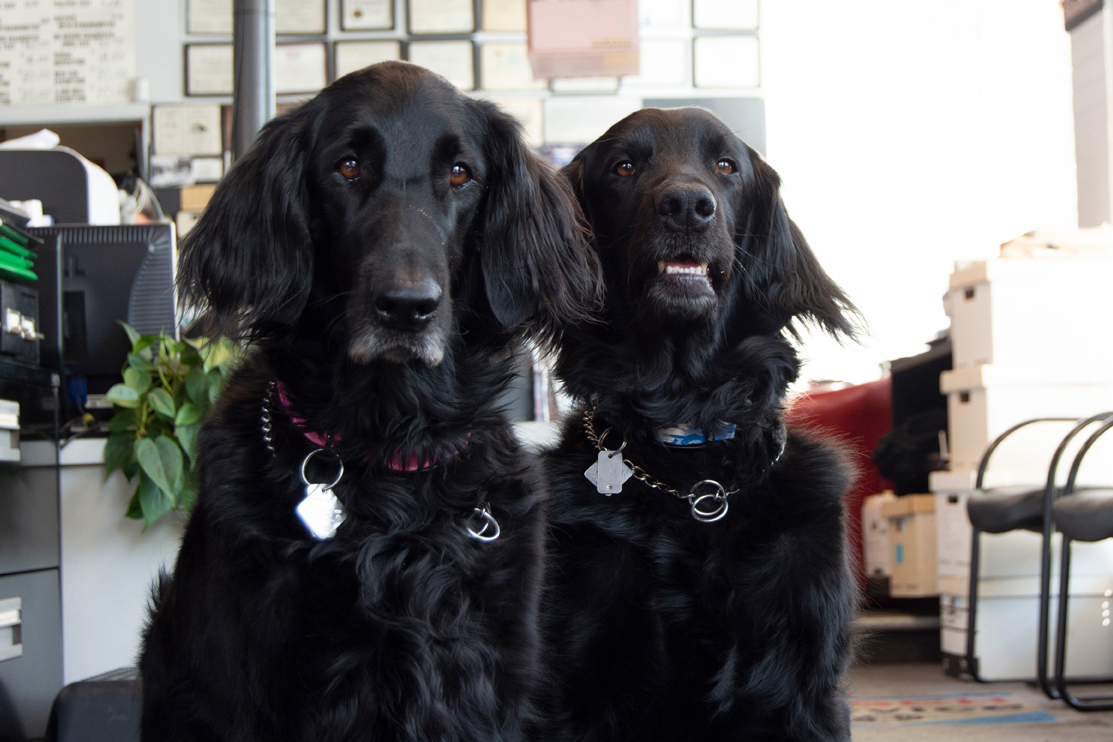 welcome-dogs